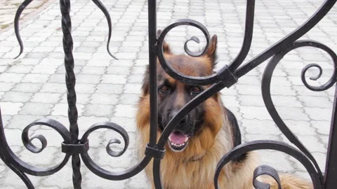 A friendly German shepherd guards the house Stock Footage 111364747