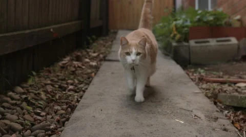 Friendly Ginger Cat Sniffing Camera Stock Footage 51728245