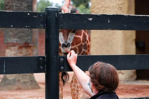 Friendly Giraffe Interaction Stock Photos
