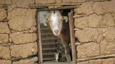 A friendly goat with a white face peeks out from a traditional rustic mud b.. Stock Photos