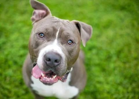 A friendly gray and white Pit Bull Terrier mixed breed dog with floppy ears a Stock Photos