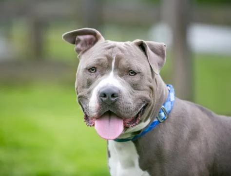 A friendly gray and white Pit Bull Terrier mixed breed dog with floppy ears a Stock Photos
