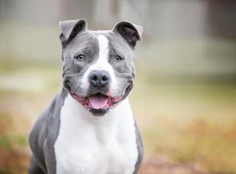 A friendly gray and white Pit Bull Terrier mixed breed dog with a happy expre Stock Photos