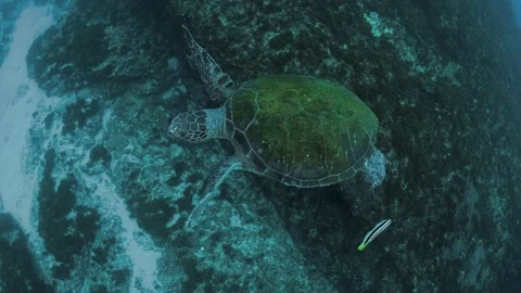 A friendly Green Sea Turtle turns floats effortlessly in the ocean before Stock Footage 169883771