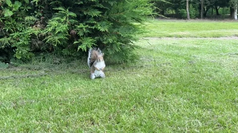 A friendly grey squirrel on a golf course Stock Footage 288011544
