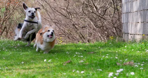 Friendly happy dogs quickly run across flowering lawn in forest with tongue out Stockbeeldmateriaal 244821356