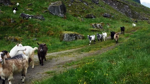 Friendly herd of free range goats in a mountainside pasture on a cloudy day. Stock Footage 120038894