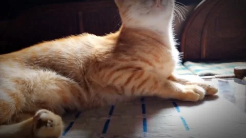 Friendly home cat Stock Footage 228667149