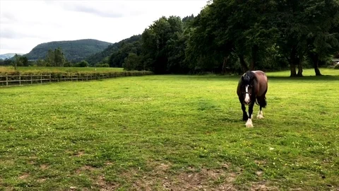 Friendly Horse walking towards a camera Stock Footage 94495135