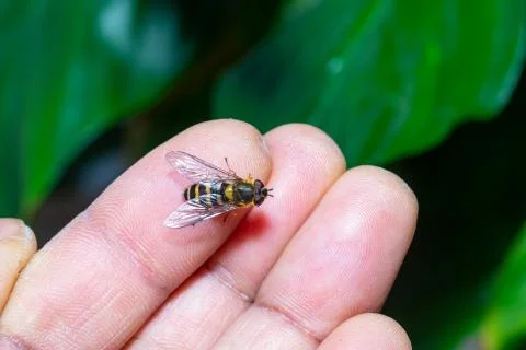 A friendly hover fly on a hand.Close up macro Stock Photos