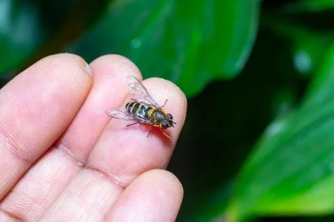 A friendly hover fly on a hand.Close up macro Stock Photos