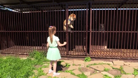 Friendly Husky dog jump in aviary and invite child girl to play and walk Stock Footage 89720680
