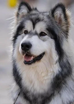 Friendly Husky Face Close-up in Winter Setting Stock Photos