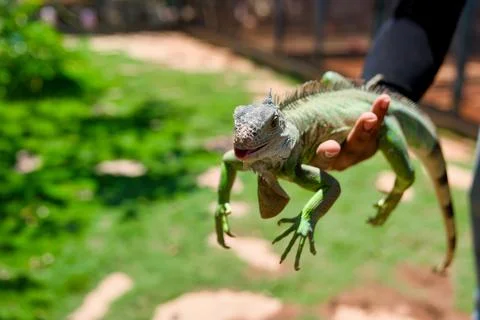 Friendly Iguana Resting on a Mans Hand Stock Photos