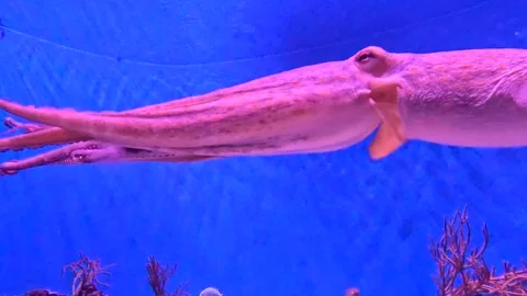 Friendly Interactive (Day Octopus) Swims Towards The Camera And Shows Off Its Stock-Footage 317223397