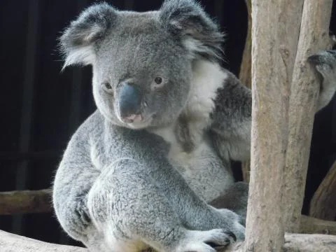 Friendly Koala Bear in Tree 스톡 사진