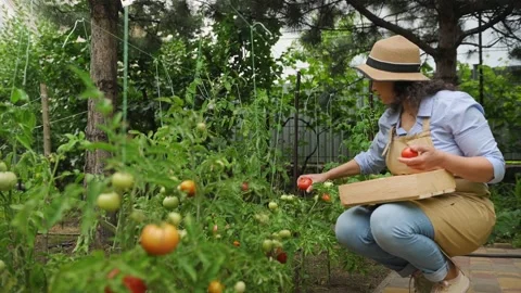 Friendly Latino pretty woman, eco farmer, harvesting fresh organic tomatoes from Stock Footage 219352162