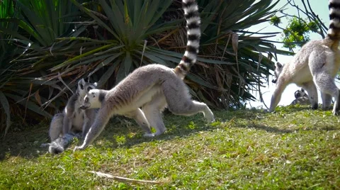 Friendly lemurs in a zoo Stock-Footage 66147793