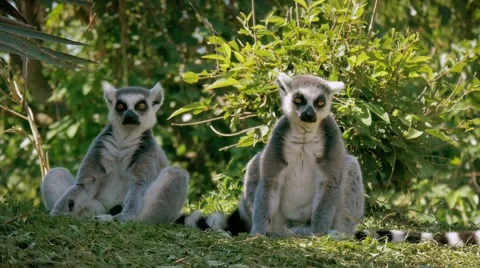 Friendly lemurs in a zoo Stock-Footage 66173328