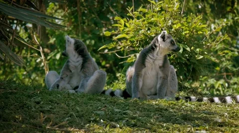Friendly lemurs in a zoo Stock-Footage 66179172