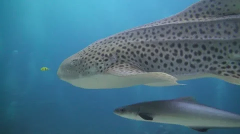 Friendly Leopard Shark Stock Footage 22281443