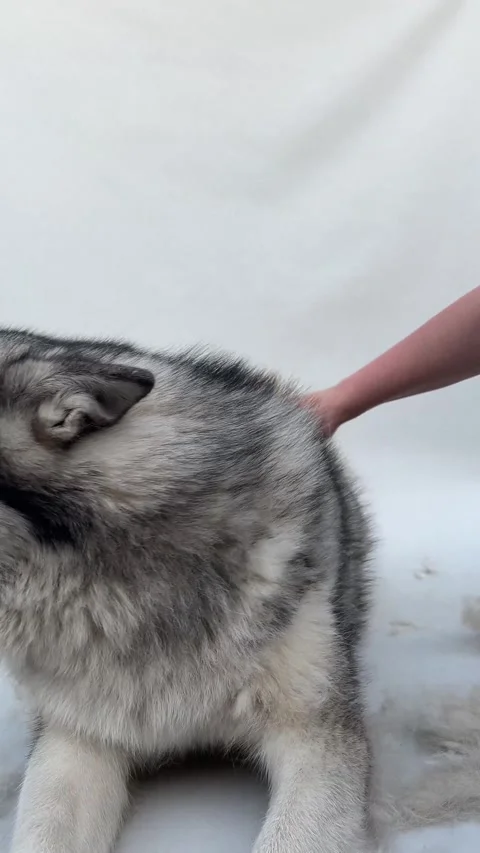 A friendly malamute is being gently groomed indoors. The fluffy dog seems Stock Footage 321092773