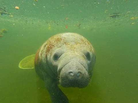 Friendly Manatee Stock Photos