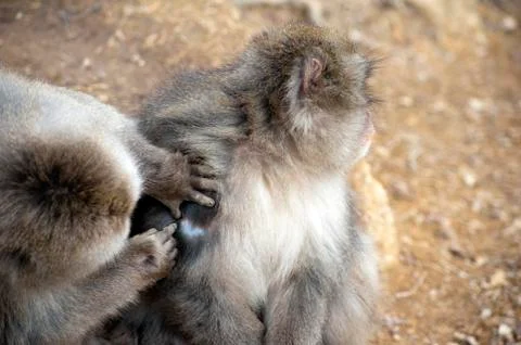 Friendly monkey preening friend Stock Photos