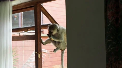 A friendly monkey sitting on my window eating Stock Footage 134125774