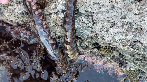 Friendly Octopus In An Ocean Tide Pool. Exploring Nature, Science, And Wildlife. Stock-Footage 318596878