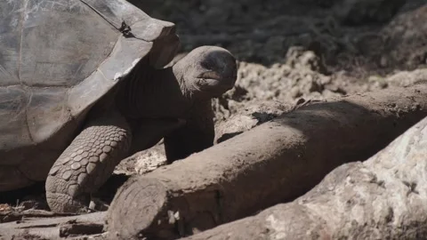 Friendly old tortoise moving long neck l... | Stock Video | Pond5