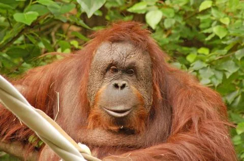 Friendly orangutan Foto stock