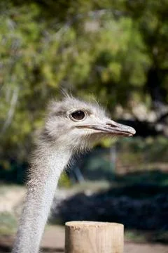 The friendly ostrich looking with her curious eyes Stock Photos