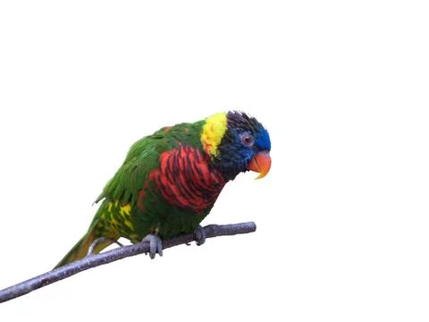Friendly parrot sitting Stock Photos