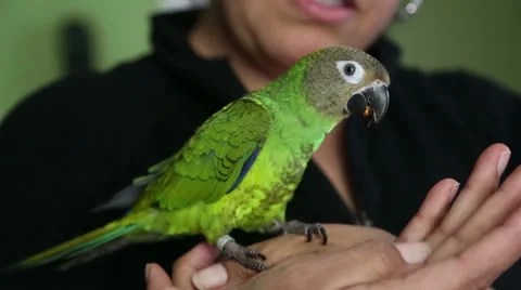 Friendly Pet Parrot Stock Footage 22935123