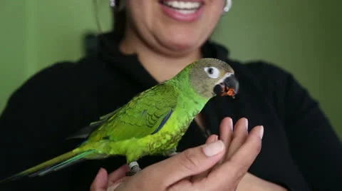 Friendly pet parrot Stock Footage 22935158
