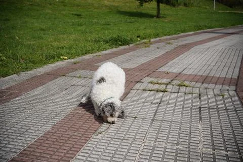 Friendly pet playing in the park Stock Photos
