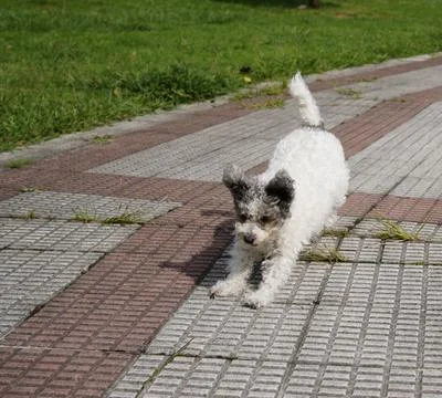 Friendly pet playing Stock Photos