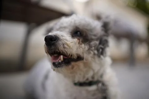 Friendly pet resting Stock Photos
