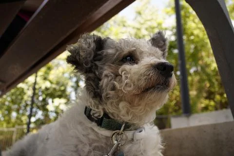 Friendly pet resting Stock Photos