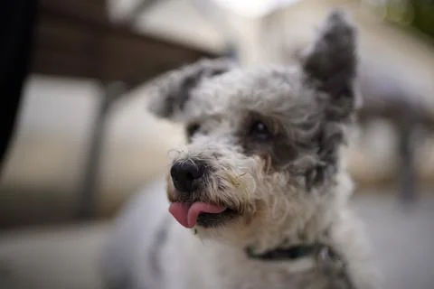 Friendly pet resting Stock Photos