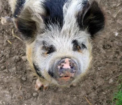 Friendly Pig 스톡 사진