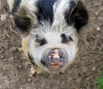 Friendly Pig Stock Photos