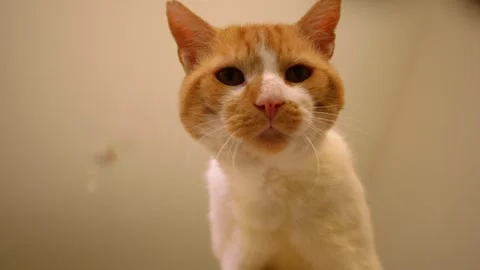 Friendly playful ginger and white pet cat paws camera Stock Footage 346720455