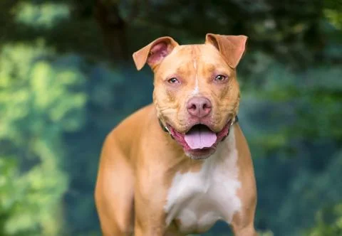 A friendly red and white Pit Bull Terrier mixed breed dog with floppy ears an Stock Photos