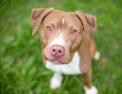 A friendly red and white Pit Bull Terrier mixed breed dog Stock Photos