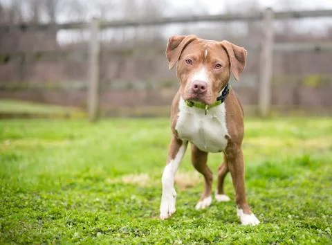 A friendly red and white Pit Bull Terrier mixed breed dog Stock Photos