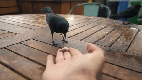 Friendly Red Winged blackbird eats food out of my hand Video stock 105687422