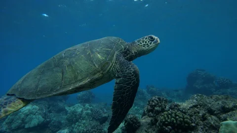 Friendly Sea Turtle swimming in crystal clears water in Hawaii - * Some Color * Video stock 89994792