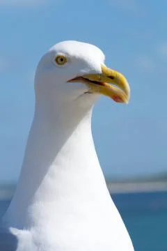 Friendly seagull bird close up. Photos